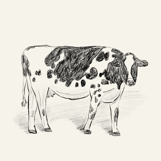 Cow