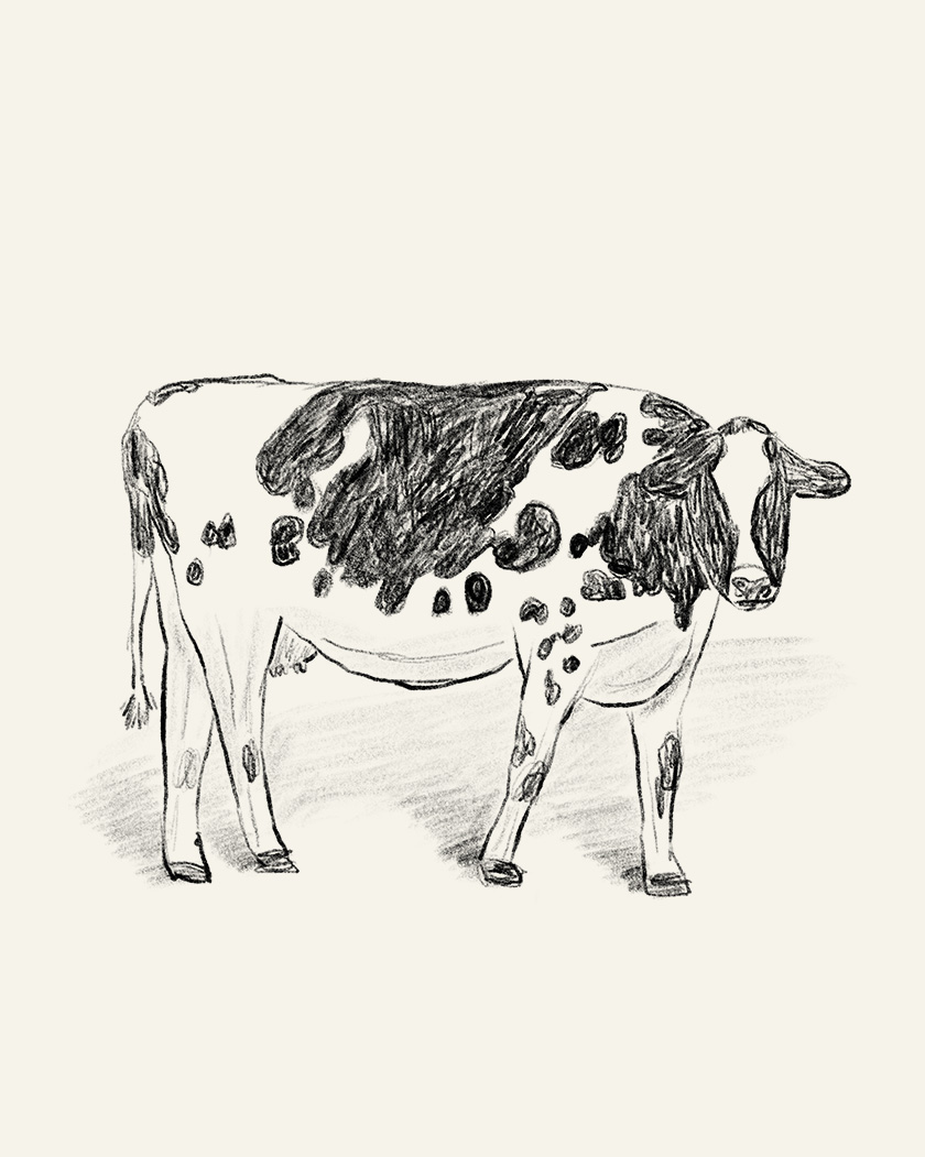 Cow