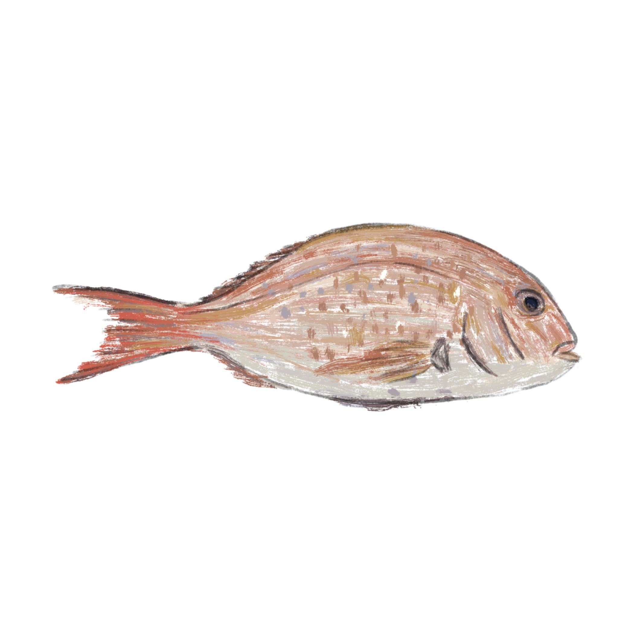 Sea Bream