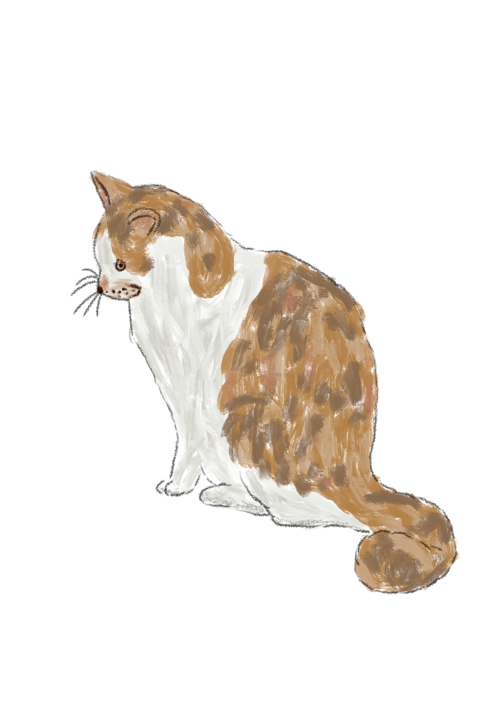 Calico Cat
